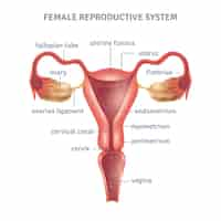 Free vector uterus poster