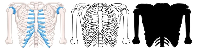 Free vector variations of human ribcage vector illustrations