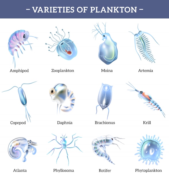 Phytoplankton Images - Free Download on Freepik