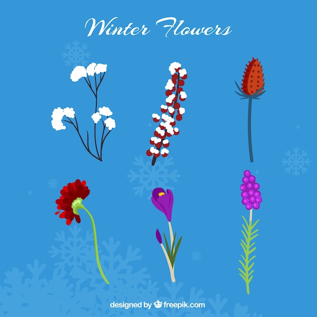 Variety of beautiful winter flowers