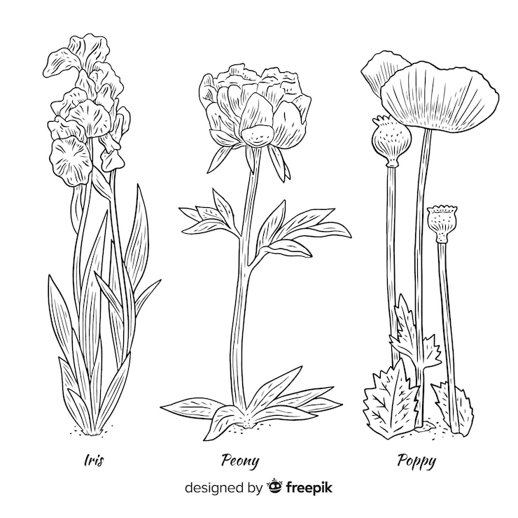Free Vector variety of botanical types of wild flowers
