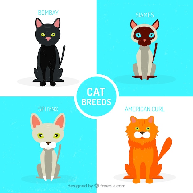 Variety of cat pack