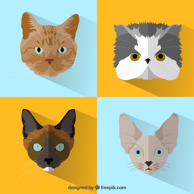 Free vector variety of cats