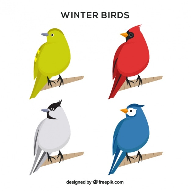 Free vector variety of colorful winter birds