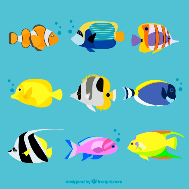 Variety of exotic fishes