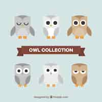 Free vector variety of flat owls