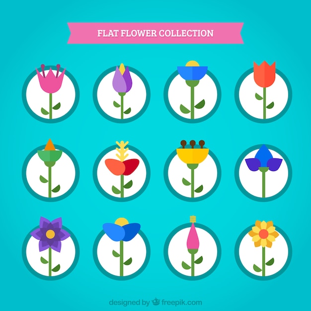 Variety of flowers in flat design