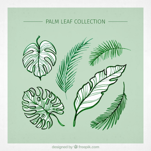 Variety of green palm leaves