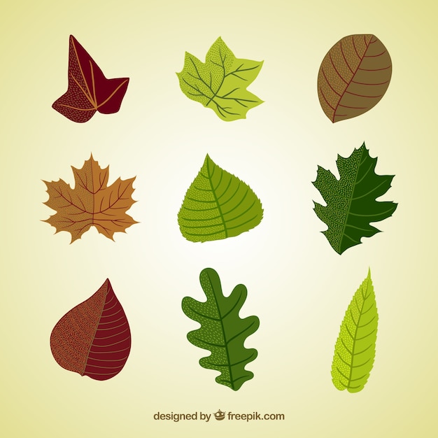 Variety of natural leaves