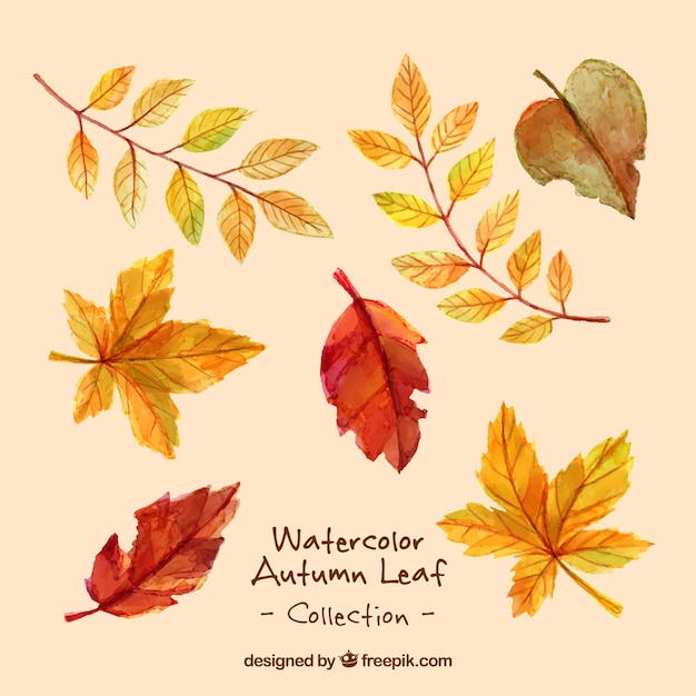 Download Free Variety of dry leaves in watercolor effect SVG DXF EPS PNG - Best Free Vector Icon ...