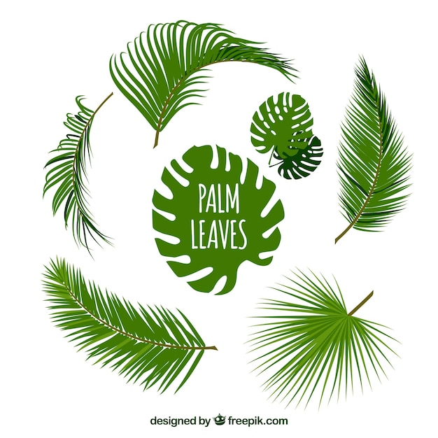 Vettore gratuito varietà di foglie di palma
