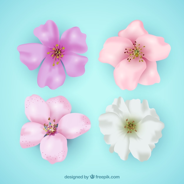 Free vector variety of realistic cherry blossoms