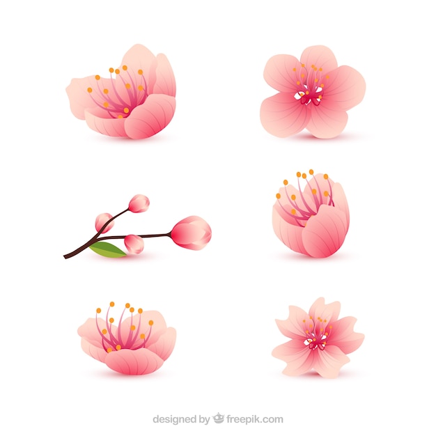 Free vector variety of realistic cherry blossoms