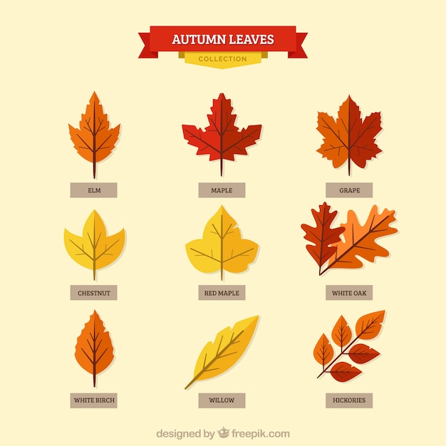 Free vector variety of species of leaves set