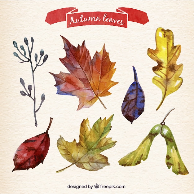 Variety of watercolor autumn leaves