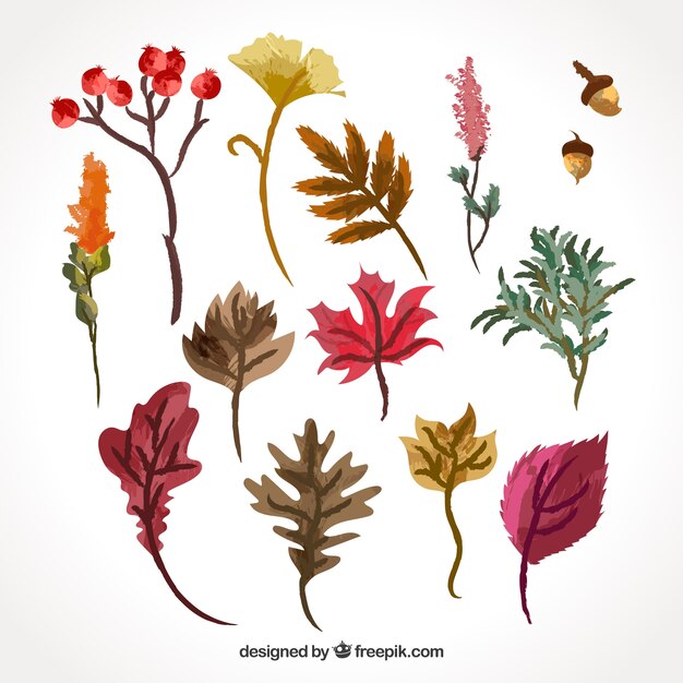 Разнообразие листьев акварели