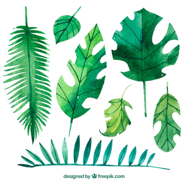 Free vector variety of watercolor palm leaves