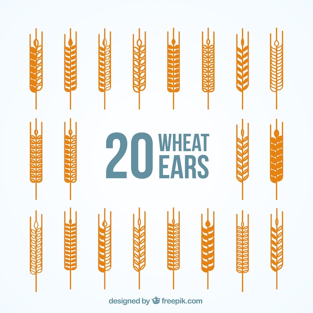 小麦の耳の様々な