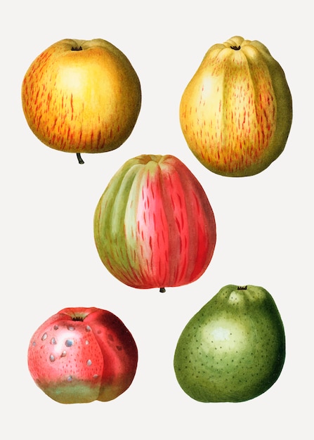 Free vector various apple types