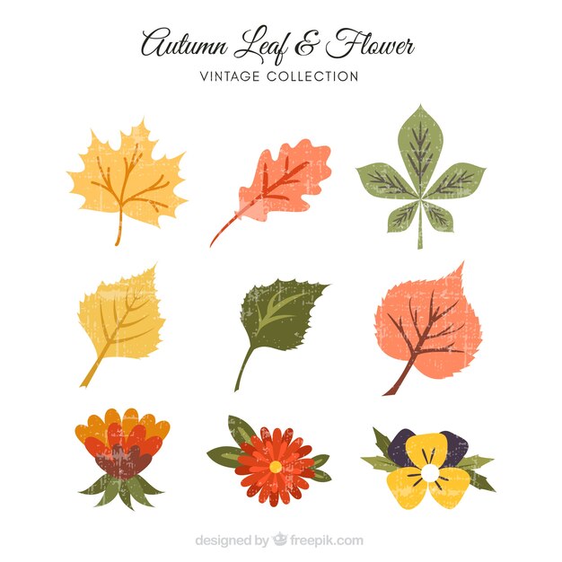 Various autumn leaves and decorative flowers