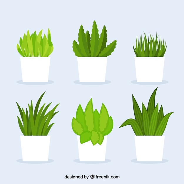 Free vector various cactus with pots