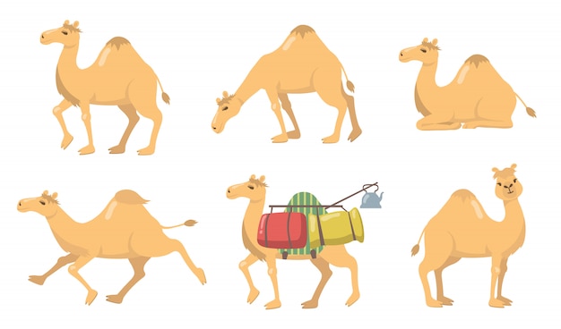 Vettore gratuito vari cammelli con un set di icone piatte gobba