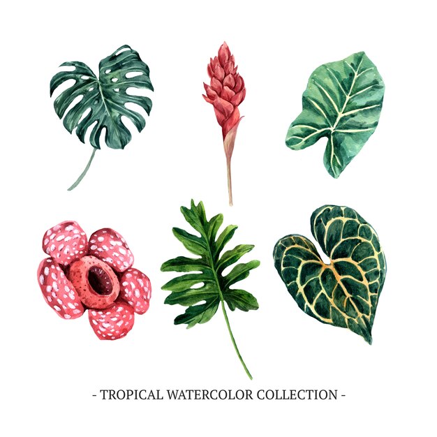 Various isolated watercolor foliage illustration on white background for decorative use.