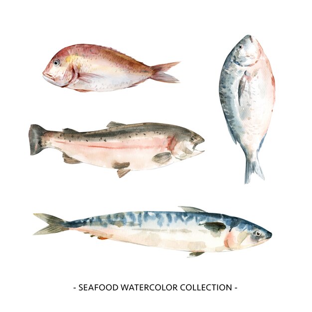 Various isolated watercolor seafood illustration .