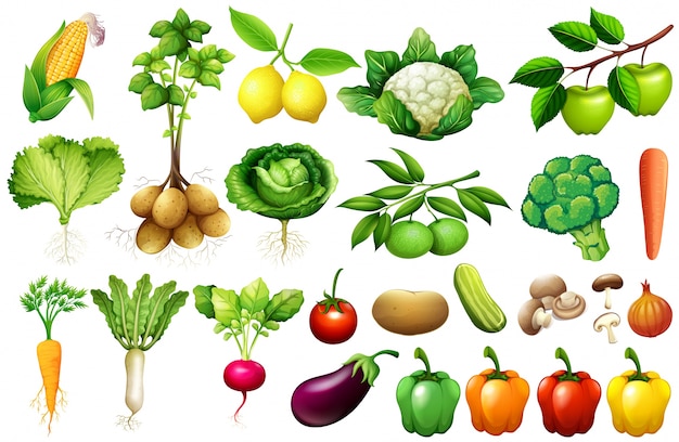 야채 일러스트의 다양한 종류
