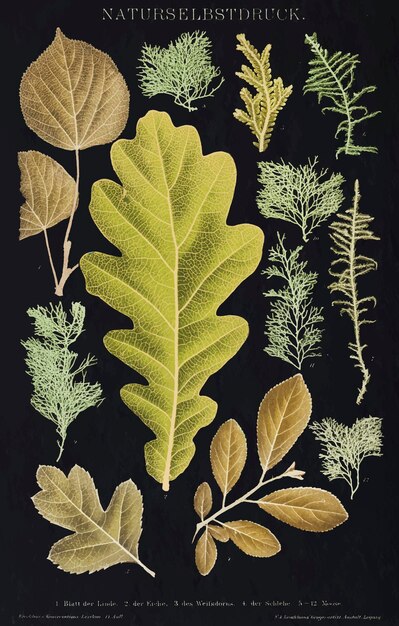 Various leaves vintage wall art print poster design remix from original artwork.