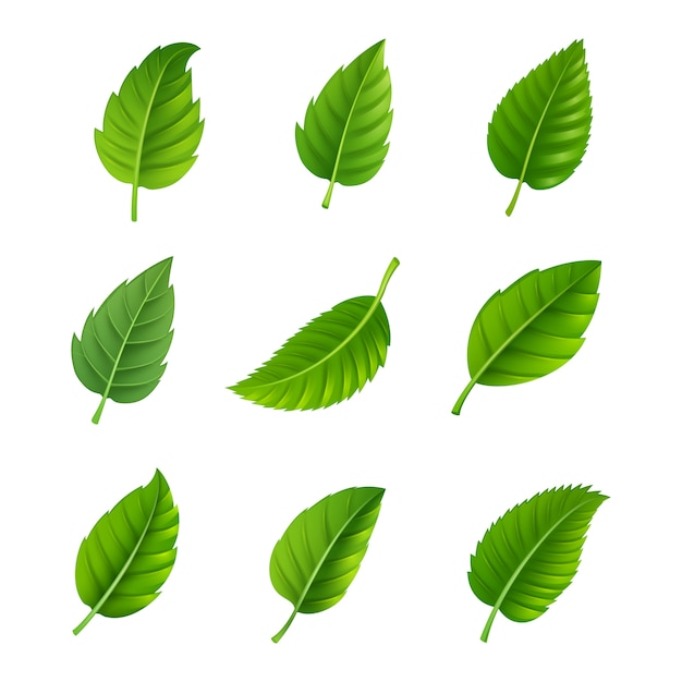 Various shapes and forms of green leaves set 