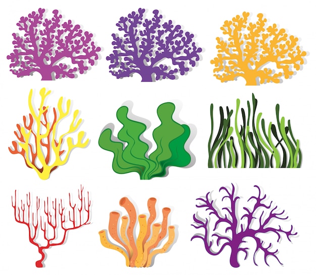 Free vector various type of coral reef