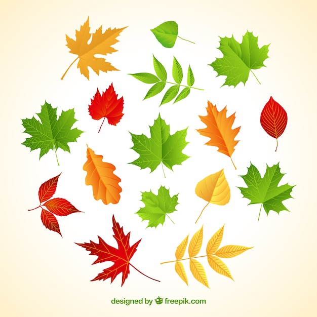 Free vector varity of autumnal leaves