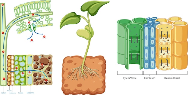 무료 벡터 혈관 조직 xylem 및 phloem