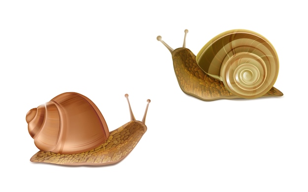 Vector 3d realistic two creeping Burgundy or Roman snails. French cuisine delicatessen, edible and f