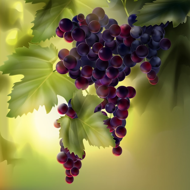 Free vector vector bunch of red grapes with leaves in vineyard on background with bokeh