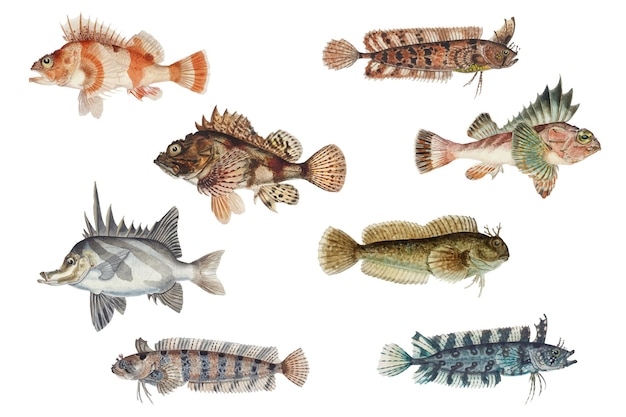 Vettore gratuito insieme di clipart disegnato a mano dell'annata della creatura del mare del pesce di vettore