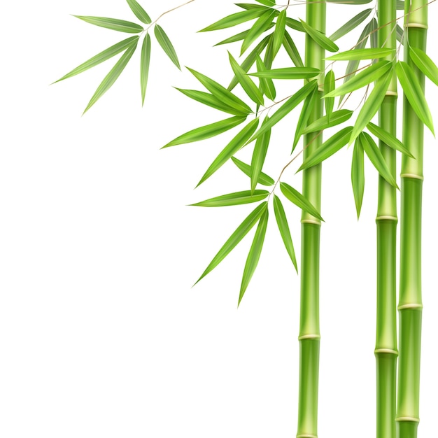 Вектор зеленые бамбуковые стебли и листья, изолированные на белом фоне с копией пространства