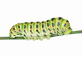 Free vector vector green machaon caterpillar crawling on stem close up side view isolated on white background