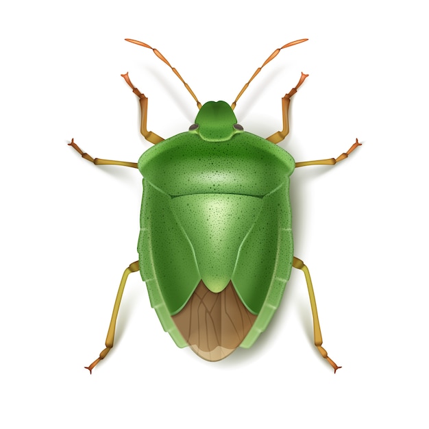 Vector green stink bug close up top view isolated on white background