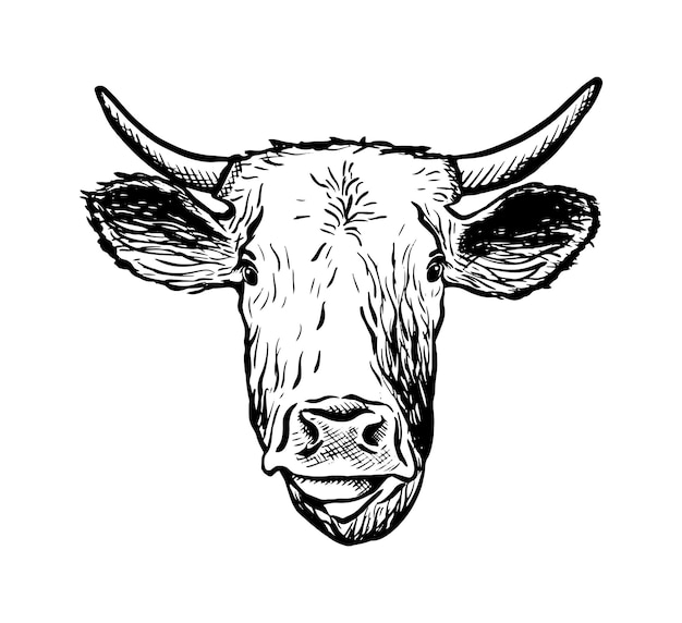 Free vector vector hand drawn icon cow head isolated on white background