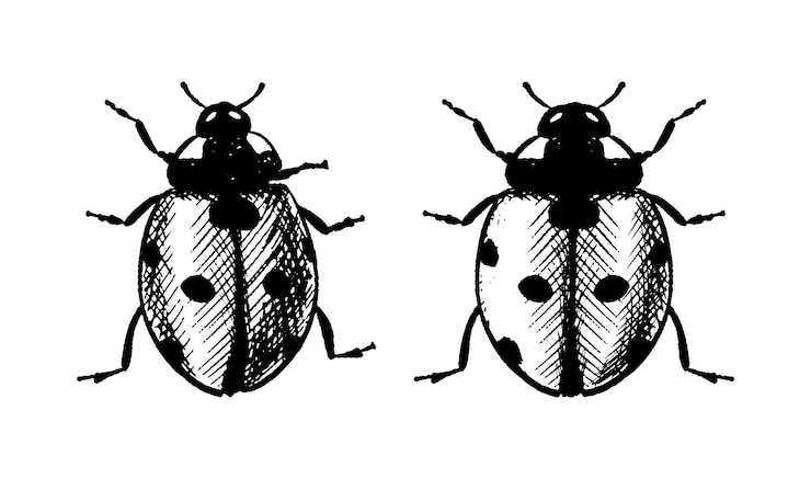 Free Vector vector hand drawn icon ladybug isolated on white background