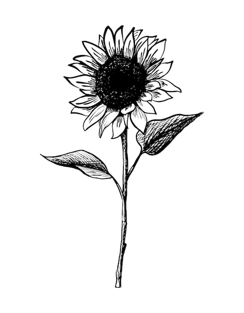 Vector hand drawn icon Sunflower Isolated on white background