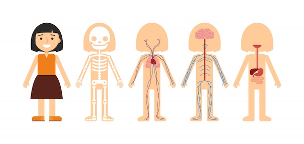 Vector illustration of body anatomy