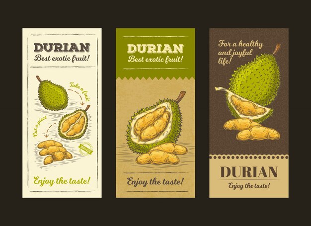 Vector illustration in design packing for durian fruit, template, moc up