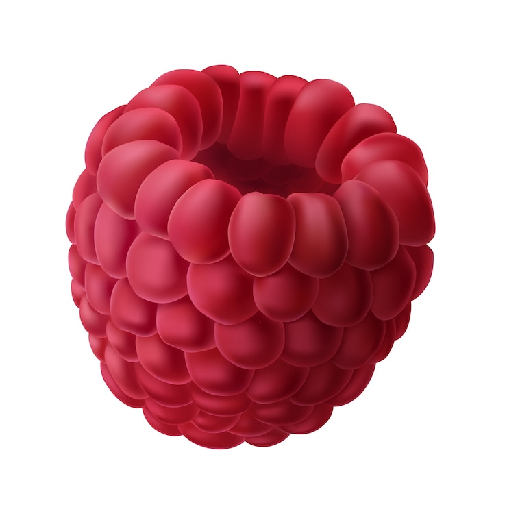 Free Vector vector illustration of a juicy raspberry isolated on white.