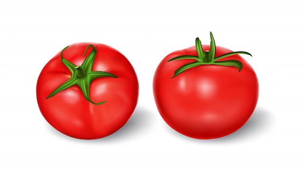 Vector illustration of a realistic style set of red fresh tomatoes with green stems