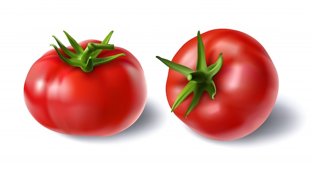 녹색 줄기와 붉은 신선한 토마토의 현실적인 스타일 세트의 벡터 일러스트 레이 션