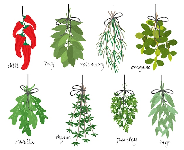 Vector illustration with eight different bunches of medicinal aromatic herbs