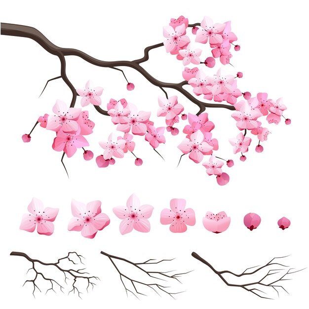 花が咲くベクトル日本さくら桜の枝。桜の枝が咲くデザインコンストラクター